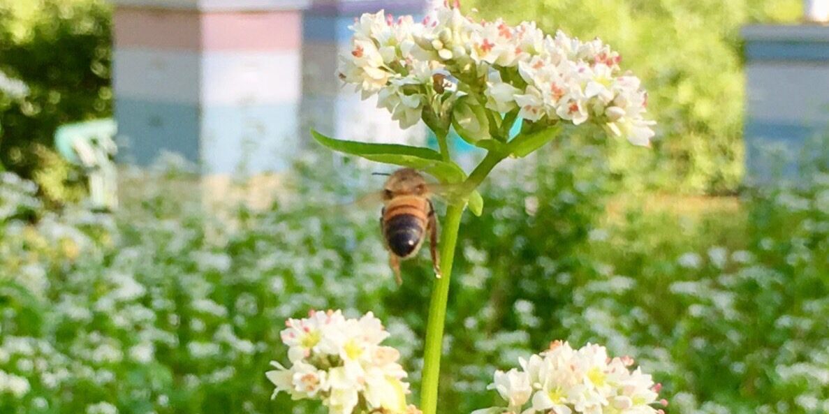 A bee is flying around on the flower.